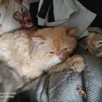 فروش گربه فلت