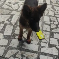 توله ژرمن شولاین|سگ|فومن, |دیوار