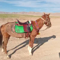 مادیون خود یورقه|اسب و تجهیزات اسبسواری|قوچان, |دیوار