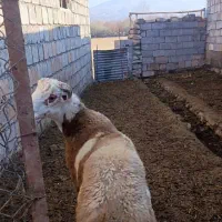 بره چاق برای قصابی|حیوانات مزرعه|سیلوانه, |دیوار