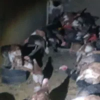 فروش بوقلمون|حیوانات مزرعه|دیواندره, |دیوار