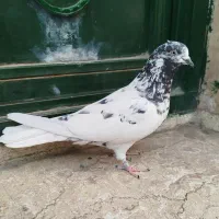 کبوتر پرشی گرفتنی تیر ماهی ۶تا ماده یکجایی