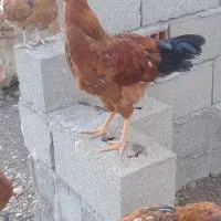 مرغ وخروس|حیوانات مزرعه|اردبیل, |دیوار