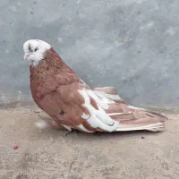 سرور ماده|پرنده|ابهر, |دیوار