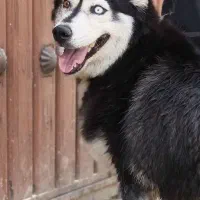 سگ هاسکی مالاموت