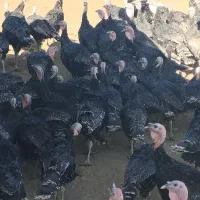 بوقلمون 180عدد