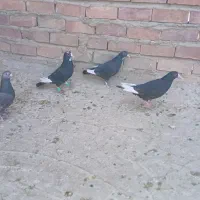 کبوتر پلنگ|پرنده|ماهان, |دیوار