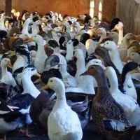 هزار عدد اردک شالیزاری