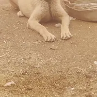 پاکوتاه