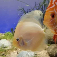 دیسکس|ماهی|تهران, حبیب الله|دیوار