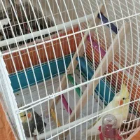 عروس هلندی جفت دست آموز سخنگو