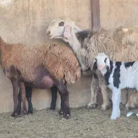 فروش ۱۲راس میش افشاری بره دار ۱۳راس بره پاشون هست|حیوانات مزرعه|طسوج, |دیوار