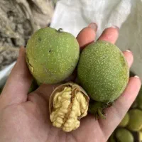 گردکان پر مغز فروش امروز فقط