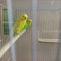 مرغ عشق نروماده