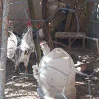 مرغ خروس گلین|حیوانات مزرعه|برازجان, |دیوار