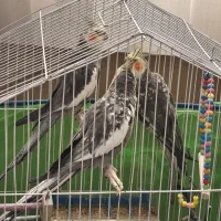 عروس هلندی|پرنده|رودسر, |دیوار