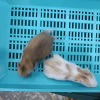 همستر|موش و خرگوش|اصفهان, بهارستان|دیوار