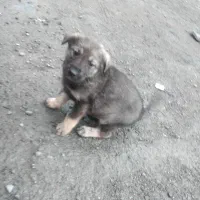 واگذاری رسگ بومی خوشگل