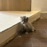 دوتا بچه گربه ی با نمک