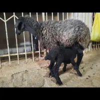 میش و بره نر