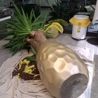 خدمات باغبانی تعویض خاک گلدون هرس در محل شما