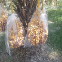 خرما زاهدی درجه یک صادراتی|خوردنی و آشامیدنی|شیراز, باهنر|دیوار