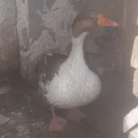 یک عدد غاز معمولی