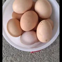 تخم مرغ روستای