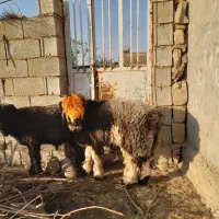 سه تا بر ه تخمی درجه یک|حیوانات مزرعه|مسجد سلیمان, |دیوار