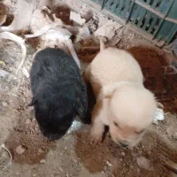 توله پاکوتاه شی.تزو واگذاری