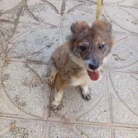 واگذاری سگ کوچک خانگی برای سرگرمی بچه ها