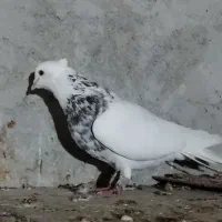 کبوتر طوقی وپلاکی|پرنده|جم, |دیوار