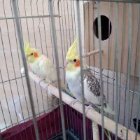 عروس هلندی|پرنده|رباطکریم, رباطکریم|دیوار