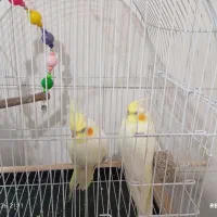 جوجه هلندی نروماده زعفرونی