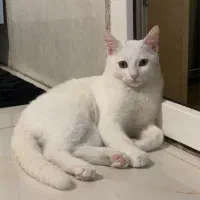 گربه ۷ ماهه  ارام و متین