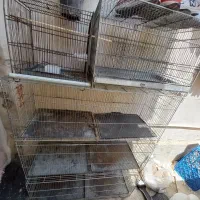 فروش قفس