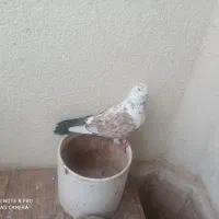 کبوتر تهرانی نر