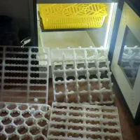 دستگاه جوجه کشی ۴۲ تای هدایت با وسایل جانبی اضافی