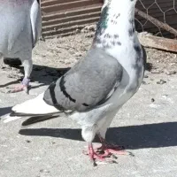 کفتر ابلغ|پرنده|گنبد کاووس, |دیوار