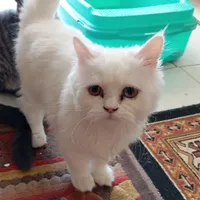 واگذاری گربه