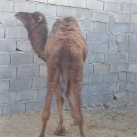 هاشی شتر|حیوانات مزرعه|بافق, |دیوار