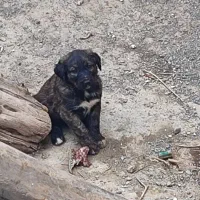 توله افقان اصیل