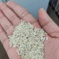 برنج عنبر بو|خوردنی و آشامیدنی|سوسنگرد, |دیوار
