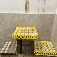 تخم مرغ نطفه دار ابریشمی کوپال اصل
