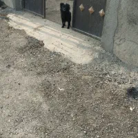 سگ پاکوتاه ۸ماهه|سگ|صحنه, |دیوار