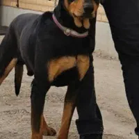 واگذاری سگ دوبرمن توله|سگ|شهریار, شهرک وائین|دیوار