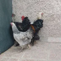 مرغ و خروس برهما جوان|حیوانات مزرعه|پاکدشت, پاکدشت (مامازند)|دیوار