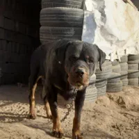 سگ روتوایلر ماده با خط خونی بالا|سگ|نیشابور, دهنو لکزی|دیوار