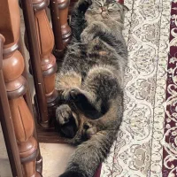 گربه گمشده|گربه|کرمان, |دیوار