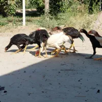 خروس لاری